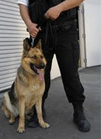 Security Guard Dog
